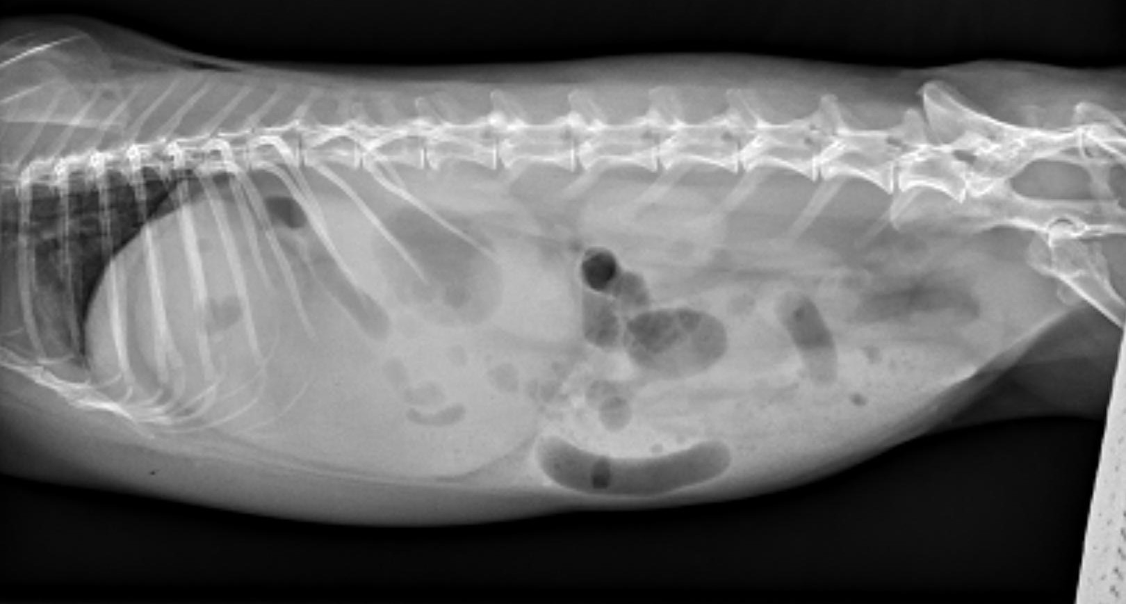 Image shows a right lateral abdominal radiograph of a rabbit with a distended stomach and two populations of bowel consistent with a gastric outflow obstruction.