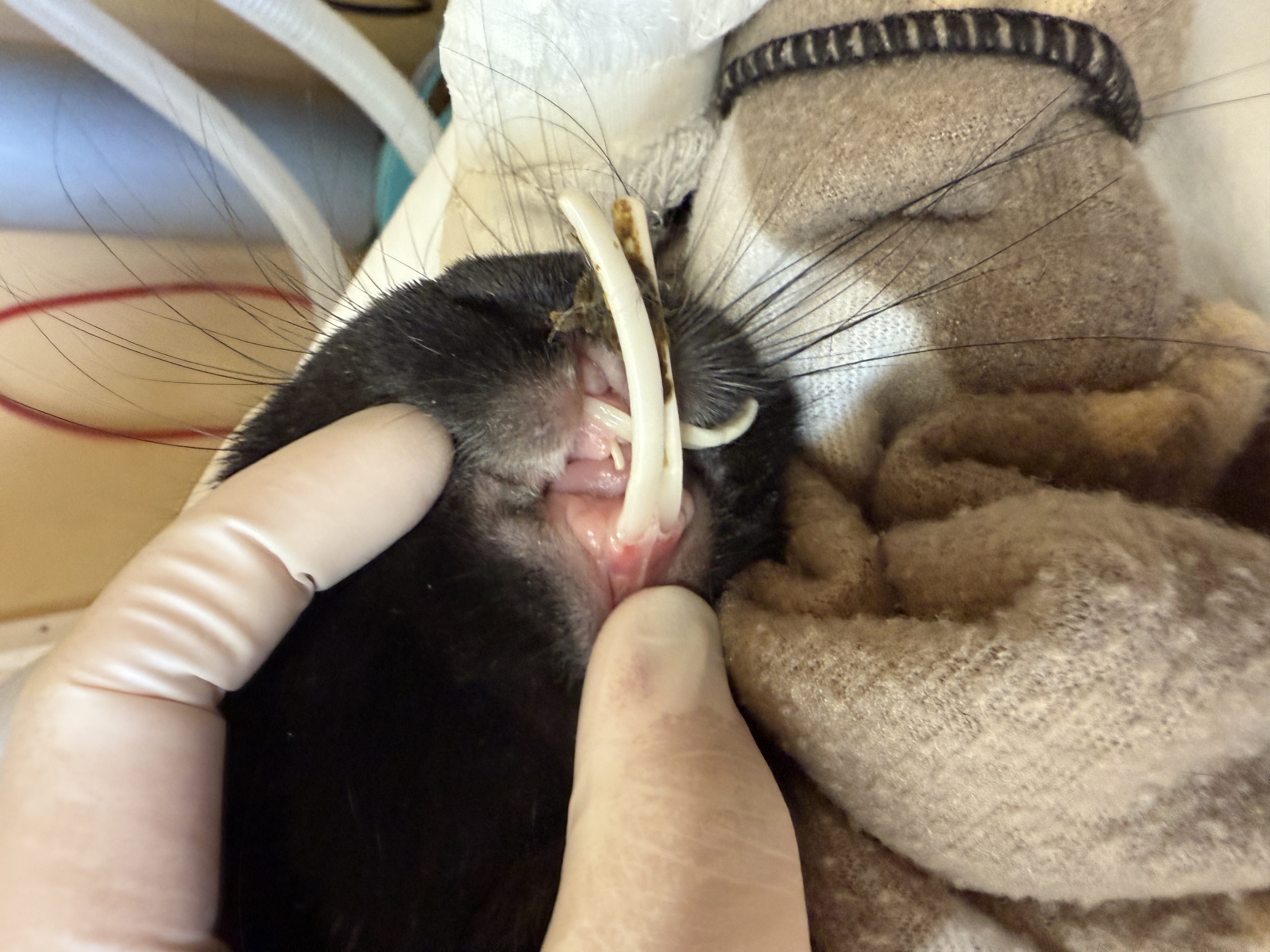 Image shows a black rabbit with severely overgrown incisors with the mandibular incisors deviated rostrally relative to the maxillary incisors