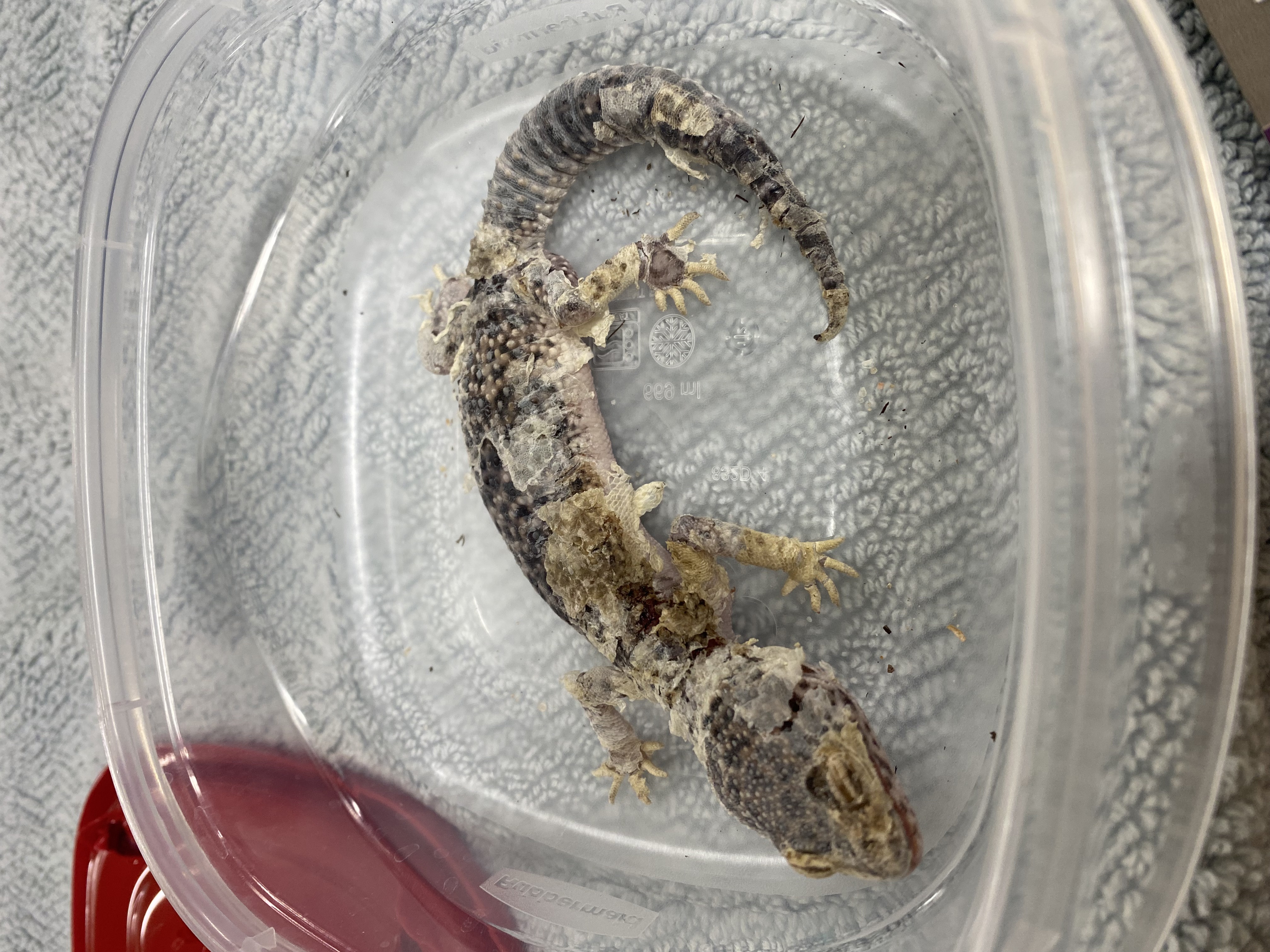 Image shows a severely ill leopard gecko with dehydration and multiple layers of retained shed